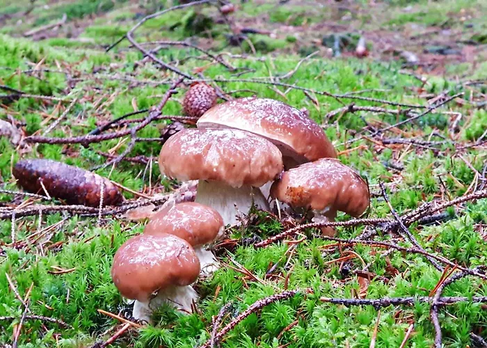 Thüringer Waldbaude